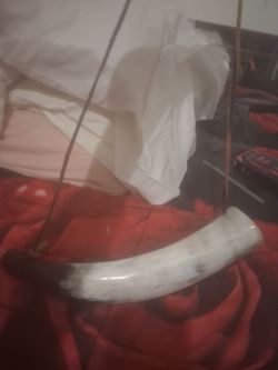 Bovine drinking horn$30