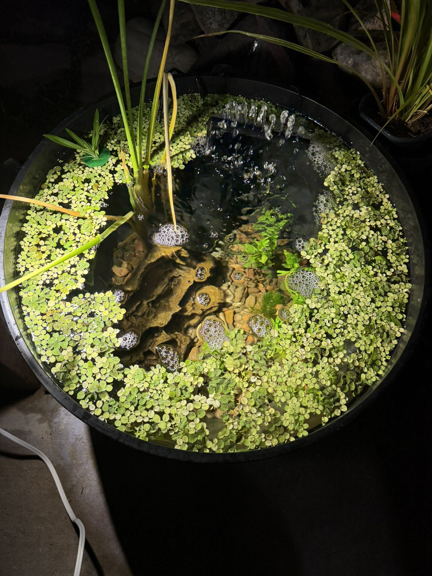 Floating Plants For Ponds & Aquariums