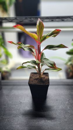 Plant - Aglaonema 