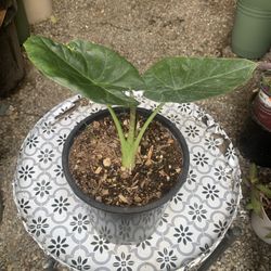 Indoor alocasia