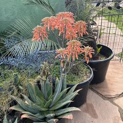 Aloe striata ghost, elephant ears , crown of thorns and many other plants