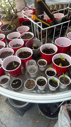 Bell pepper plants different stages