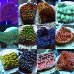 Aquacultured montipora frags.