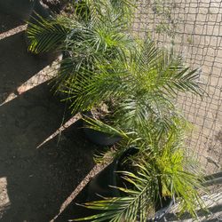 Palm trees for Sale 
