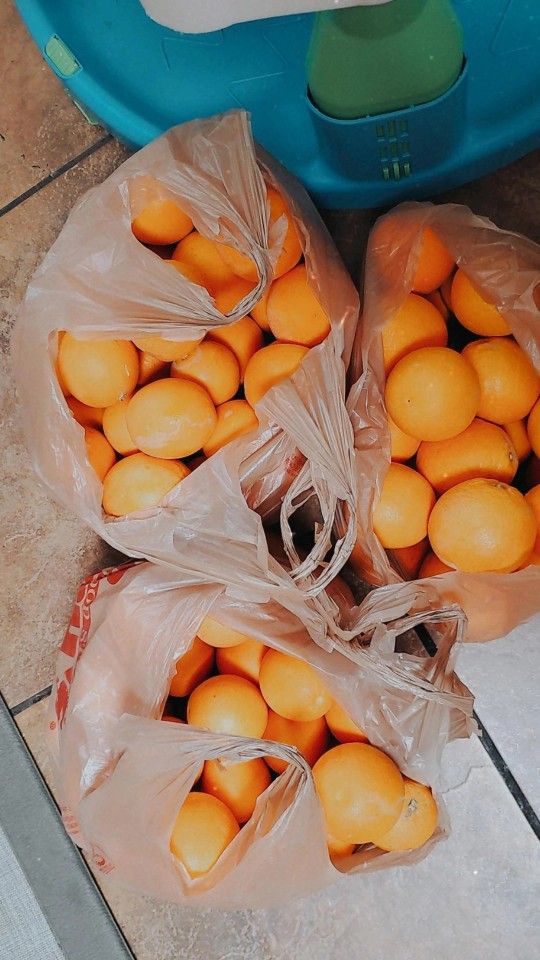 Fresh picked organic oranges