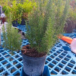 Rosemary Plant 3 Galloñs