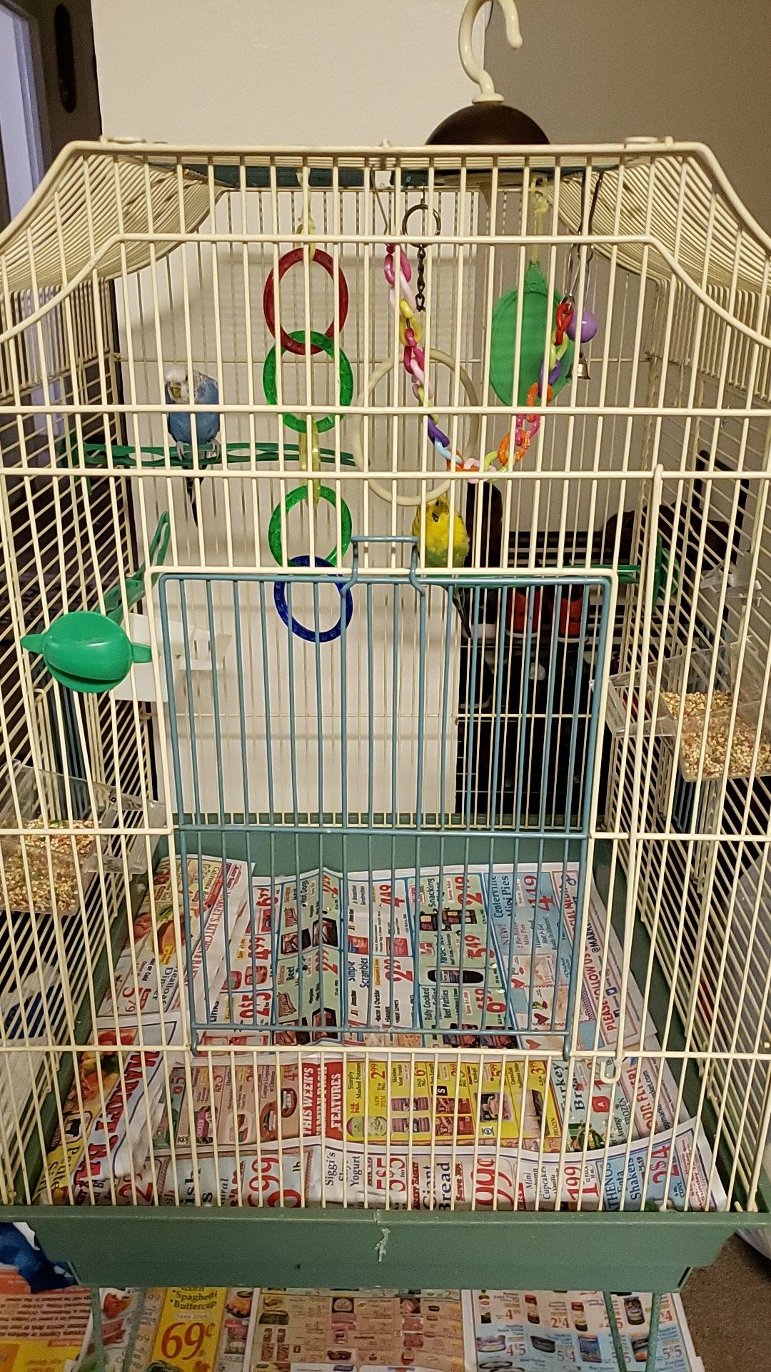 Two beautiful parakeets ($10 each)