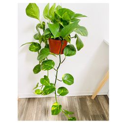 Plants (6”pot 🌿Golden pothos )