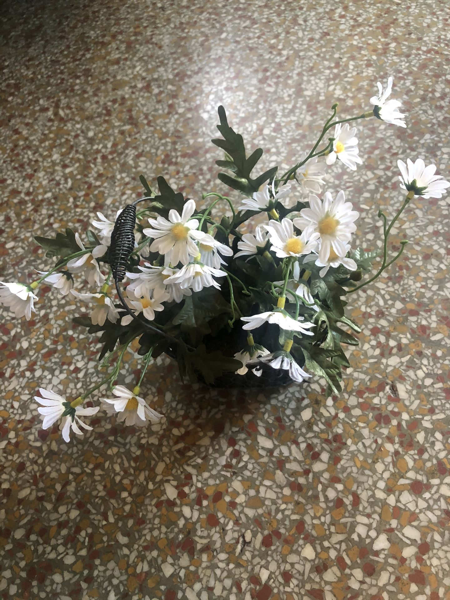 Fake daisy plant