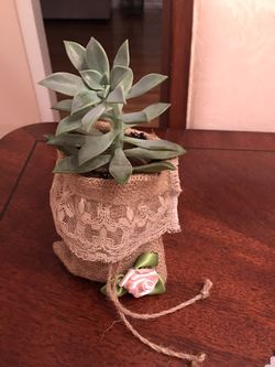 Succulent , in a hand made pot