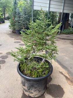 Awesome contorted-twisted Alpine Hemlock —