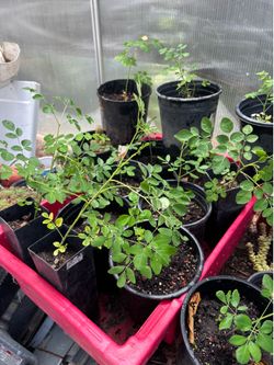 Plantas de moringa