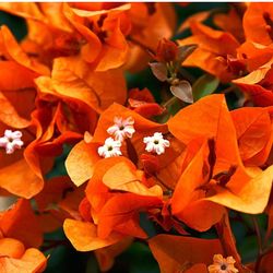 Orange Bougainvilleas 🪴🧡