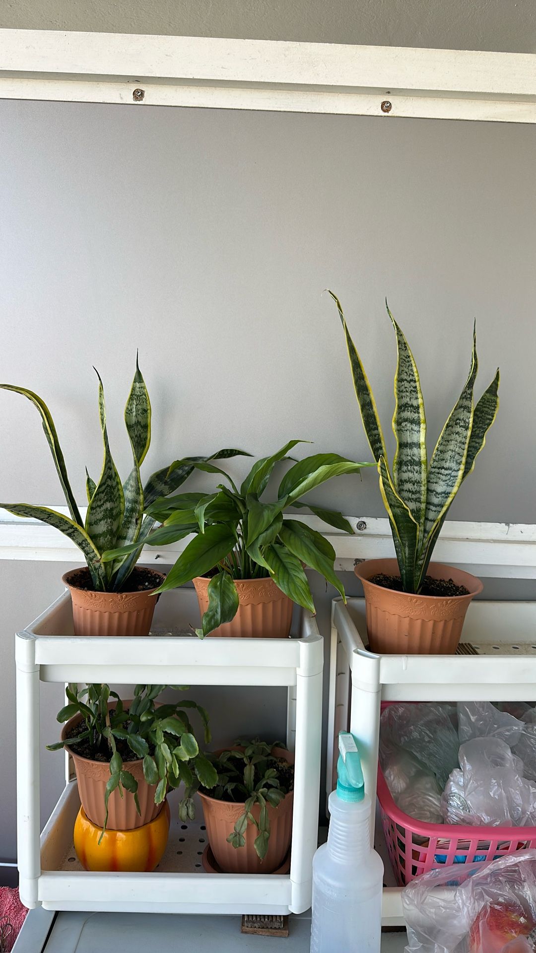HOME PLANTS