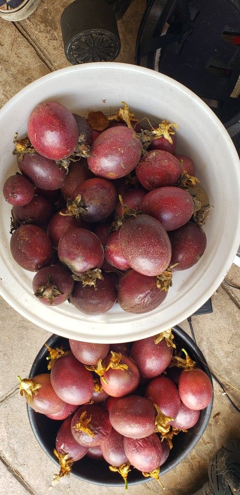 Passion Fruit 