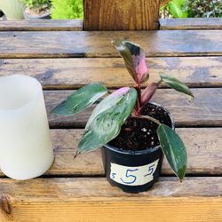 Live indoor Philodendron Pink Princess plant in a plastic nursery pot—firm price