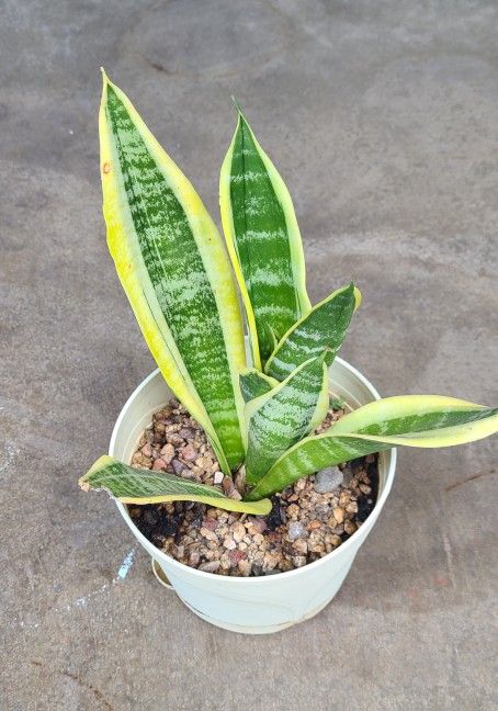 This Plant Image Is The SNAKE PLANT 