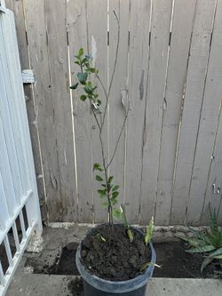 Arbol