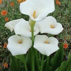 1.5 Gallon Pot Succulent Plant - Calla Lily - Zantedeschia Aethiopica - Rooted & Established - Drought Resistant 🪴 