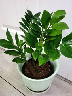 🌿Healthy Live Air Purifying ZZ Plant In Nursery Pot 6"
