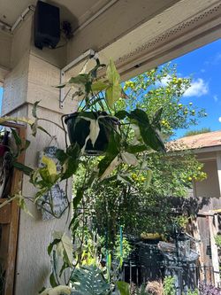Variegated Syngonium Hanging Basket Plant