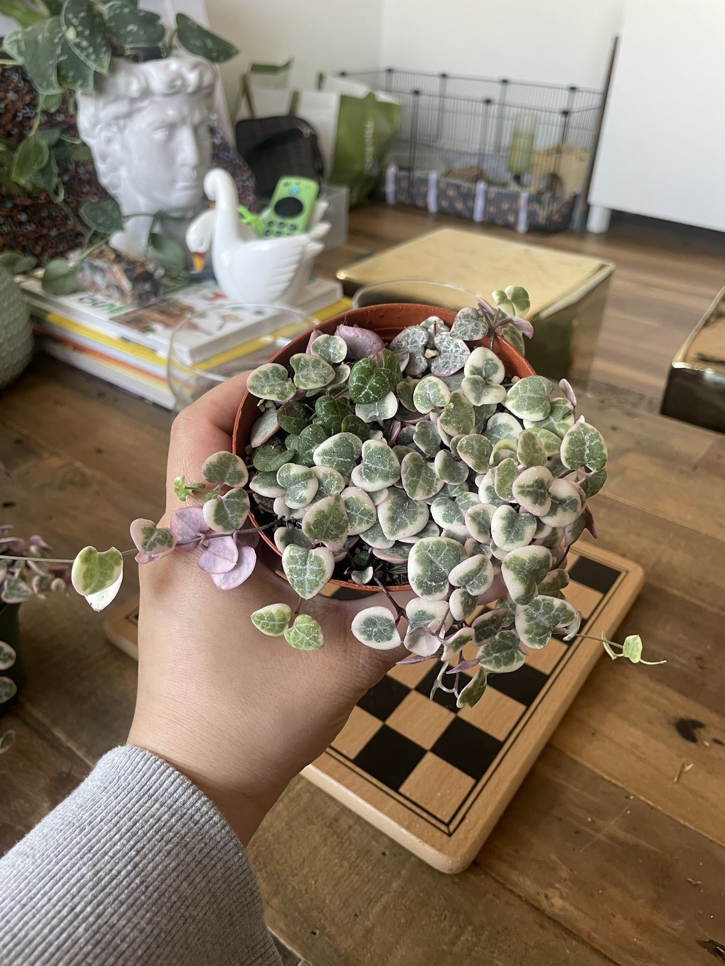 Variegated String Of Hearts