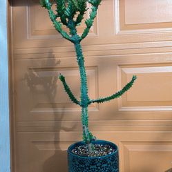 Euphorbia lactea variegata