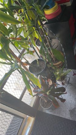 5 plants and 1 plant stands