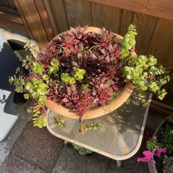 Succulents 