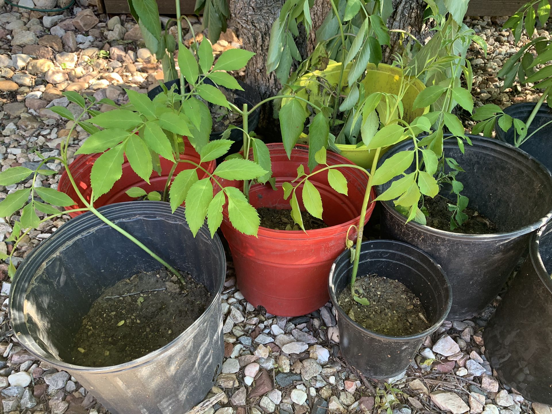 elderberry sambucol plant - grow your own elderberries 