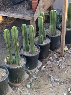 San Pedro Cactus 