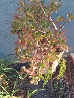 Plants/Outdoors