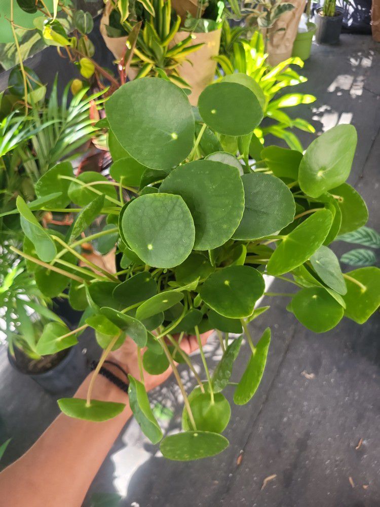 Pilea Chinese Money Plant 🪴 In a 6"pot 