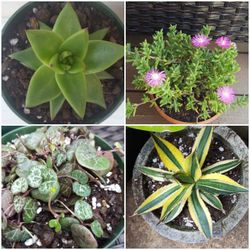 Plant Varieties (Succulent, Cactus, Landscaping)
