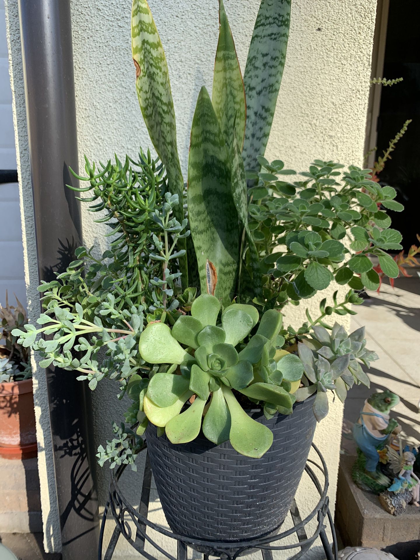 Snake plants with assorted succulents