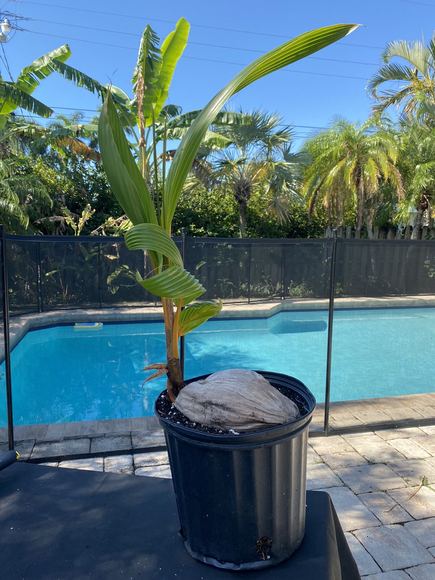 Coconut Palm Tree