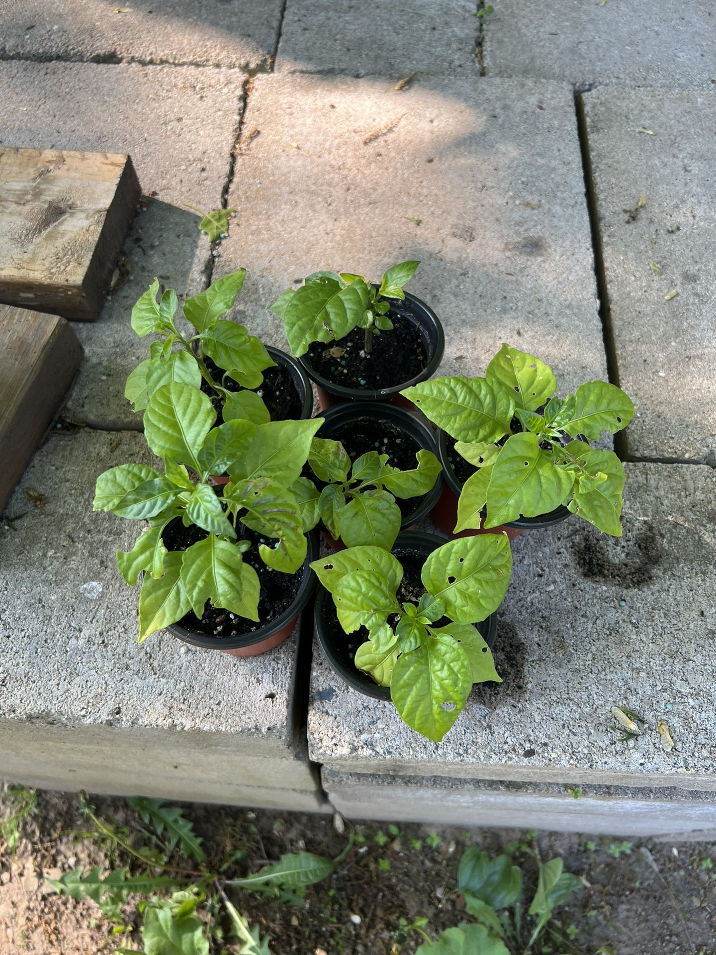 Carolina Reaper Plants