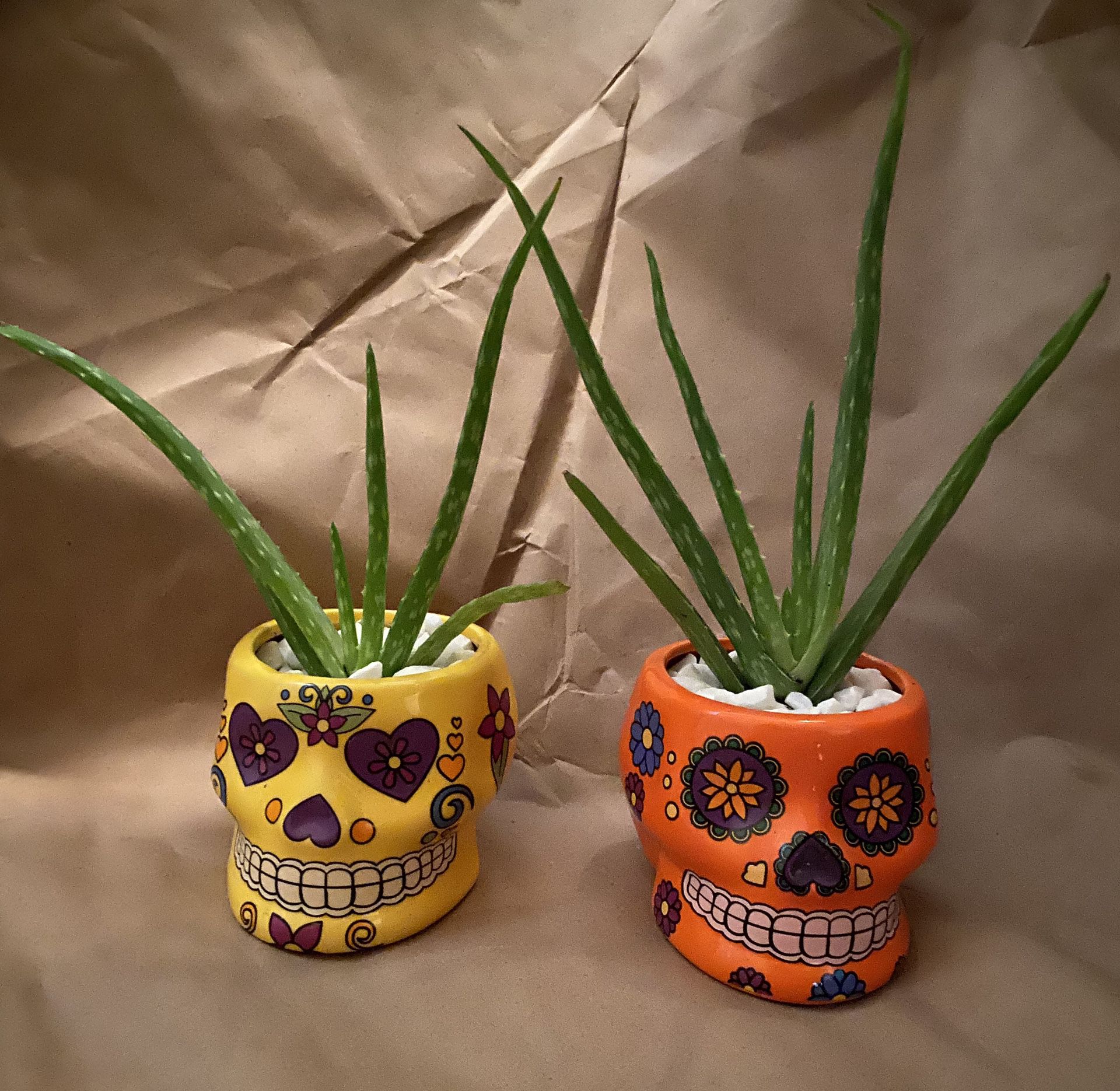 Two rooted aloe vera plants in decorative pots