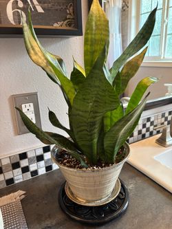 Snake Plant