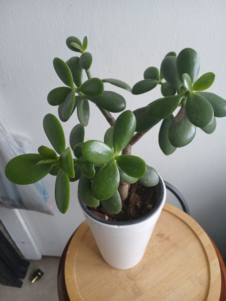 Jade Plant