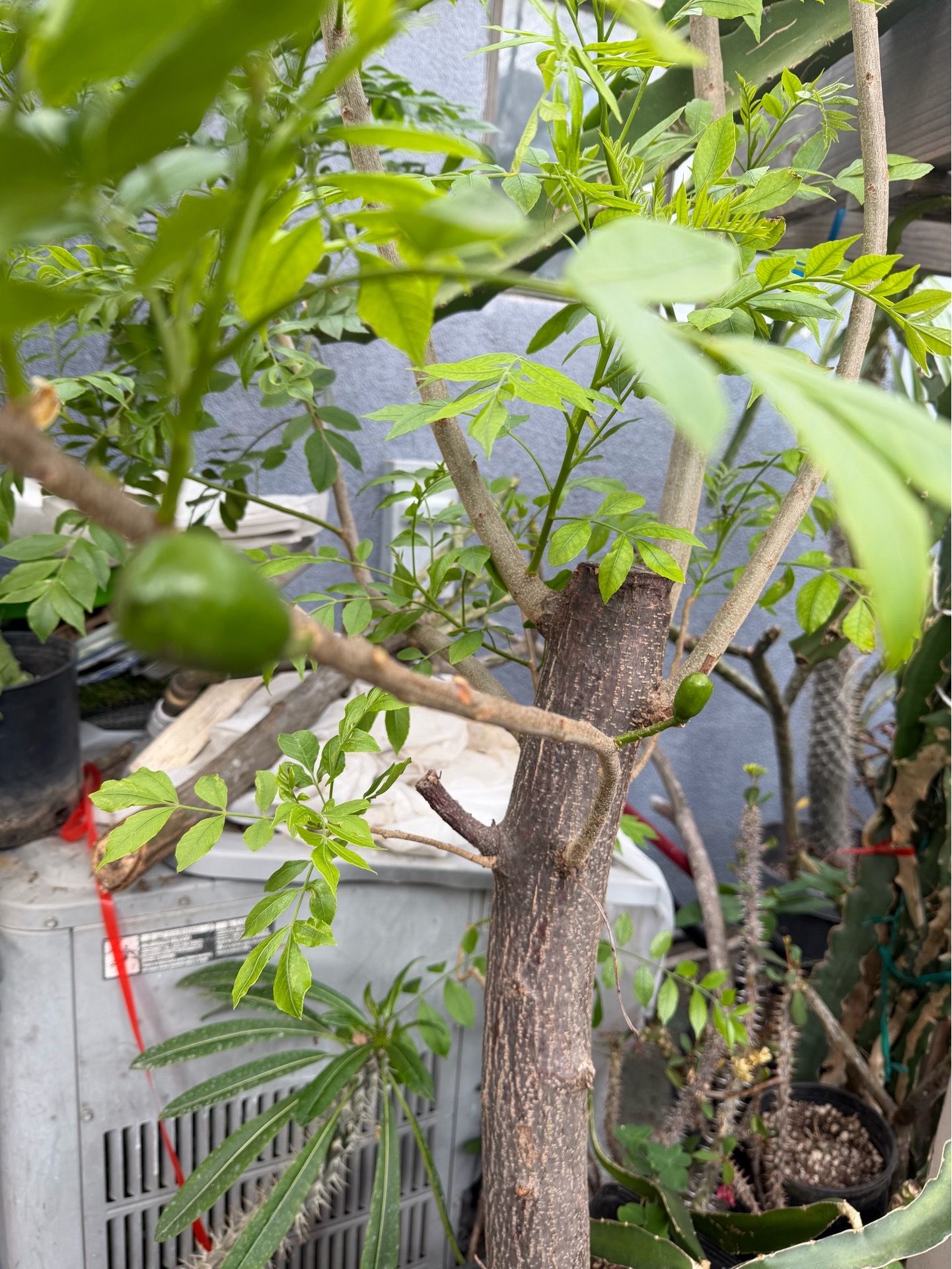 Jocote tree