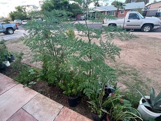 A Walk Way Of Plants