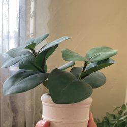 Small Fake Plant *AVAILABLE*