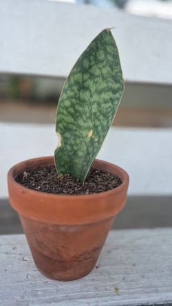 Whale Fin Snake Plant