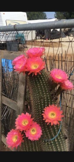 Cactus