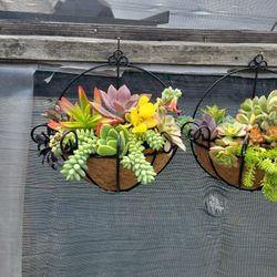 Wall Succulent Arrangment