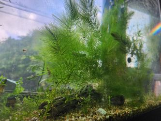 Hornwort (Ceratophyllum Demersum) – Live Aquarium Plant