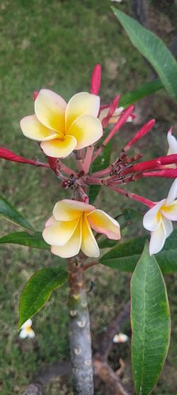 Plumeria Frangipani cuttings