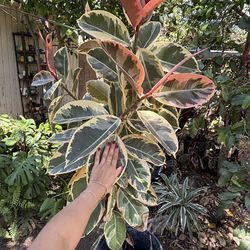 Giant 6+ feet variegated rubber tree plant