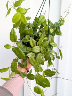 Hoya Fitchii Plant 6" Pot - Indoor House Plants